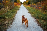 Picture of boxer running down path