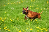 Picture of Boxer running in field