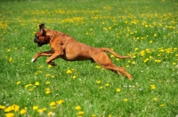 Picture of Boxer running in field