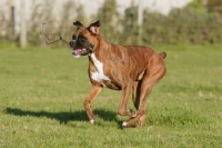 Picture of Boxer running outside