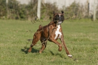 Picture of Boxer running with branch