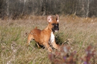 Picture of Boxer running with ears flopping up