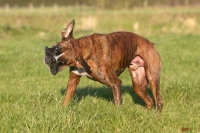 Picture of Boxer shaking