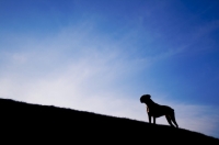 Picture of Boxer silhouette on the horizon