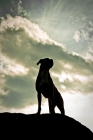 Picture of Boxer silhouette