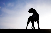 Picture of Boxer silhouette