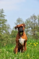 Picture of Boxer sitting down, with trees in background