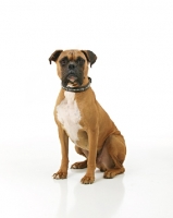 Picture of Boxer sitting in studio on white background