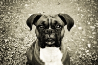 Picture of boxer sitting on gravel path