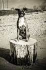 Picture of Boxer sitting on stump - ears flapping in breeze