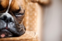 Picture of Boxer sleeping on couch