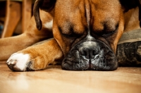 Picture of Boxer sleeping on pillow