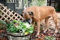 Picture of boxer sniffing planter