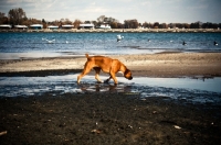 Picture of Boxer sniffing shore line