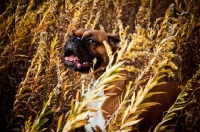 Picture of Boxer standing in field of Goldenrod