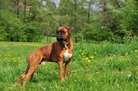 Picture of Boxer standing in field