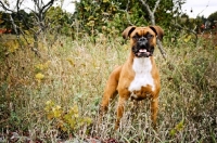 Picture of boxer standing in long grass