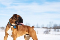 Picture of Boxer standing in snowy field