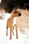 Picture of Boxer standing in snowy path