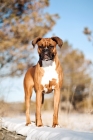 Picture of Boxer standing in snow