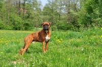 Picture of Boxer standing in sunny field