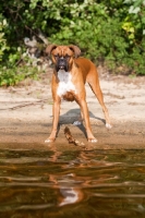 Picture of Boxer standing near water