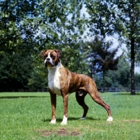 Picture of boxer standing on grass, looking alert
