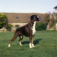 Picture of boxer standing on grass