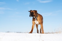 Picture of Boxer standing on hilltop