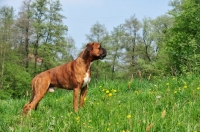 Picture of Boxer standing on hill