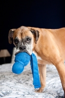 Picture of boxer standing with blue toy in mouth