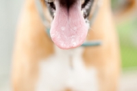 Picture of Boxer, tongue out