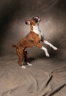 Picture of boxer, two legs in the air