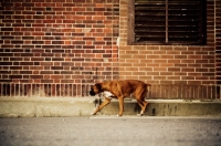 Picture of Boxer walking along brick wall