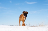 Picture of Boxer walking along snowy hilltop