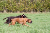 Picture of Boxer walking in field