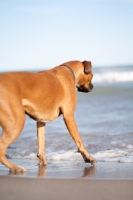 Picture of Boxer walking into the sea