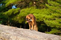 Picture of Boxer walking on rocks