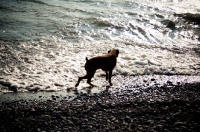 Picture of Boxer walking shoreline