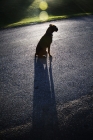 Picture of Boxer watching road