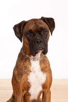 Picture of Boxer wearing prong collar