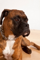 Picture of Boxer wearing prong collar