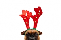 Picture of boxer wearing reindeer antlers