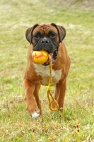 Picture of Boxer with ball