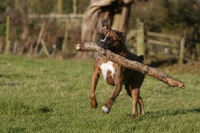 Picture of Boxer with big branch
