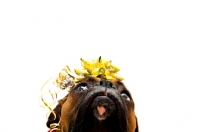 Picture of Boxer with bow and ribbons on head