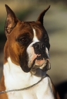 Picture of boxer with cropped ears, portrait