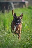 Picture of Boxer with ears up running in a grass field