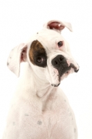 Picture of Boxer with eye patch