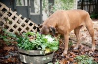 Picture of boxer with face in planter